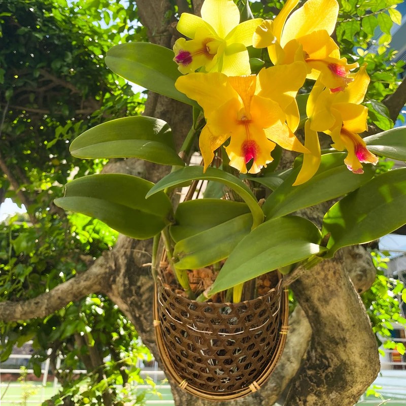 PANWA Handmade 100% Thai Bamboo Super Sanctuary Hanging Orchid Basket