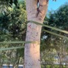Tenn Well Tree Support Strap, 65 Feet x 1 inch