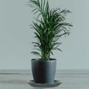 W&W Ceramic Plant Saucer - Plant Trays for Indoor Pots