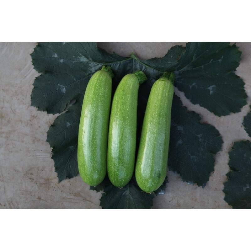 ATLAS Zucchini -Green Eden