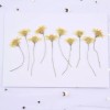 Unbranded 10PCS Real Pressed Dry flower, yellow flower with stem