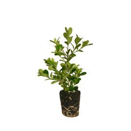 Japanese Boxwood - 30 Live Plants - Buxus Fast Growing Cold Hardy Evergreen Shrub