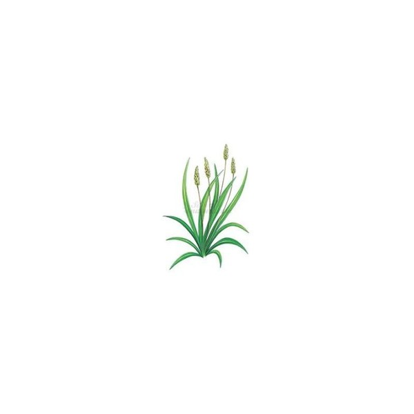 Iphym Pharma ISPAGHUL SEMENCE (PSYLLIUM ROSE) Iphym Herboristerie Plantago ovata
