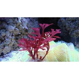 Live Frag Red Gracilaria Hayi Red Bush Macro Algae Plant Reef Refugium Saltwater.