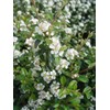 Cotoneaster dammeri 'Coral Beauty' (Coral Beauty Cotoneaster) Shrub, 3 -