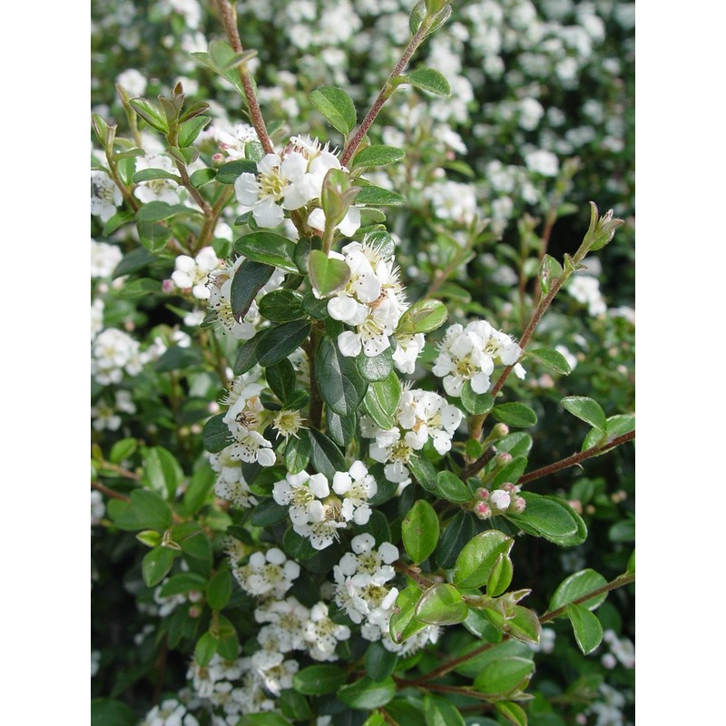 Cotoneaster dammeri 'Coral Beauty' (Coral Beauty Cotoneaster) Shrub, 3 -