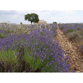 Antian Queen of Soap Handmade Facial Cleansing Soap, Popular No. 1, Moisturizing Facial Cleansing, Bright Skin Tone, 1.4 oz (40 g)