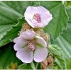 Fresh MARSHMALLOW Seeds *FREE Shipping!* Althaea officinalis Flowering Herb 100+