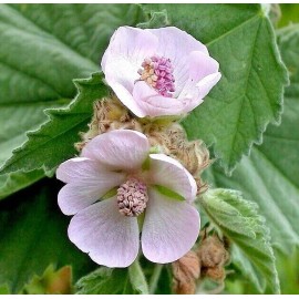 Fresh MARSHMALLOW Seeds *FREE Shipping!* Althaea officinalis Flowering Herb 100+ SEEDS