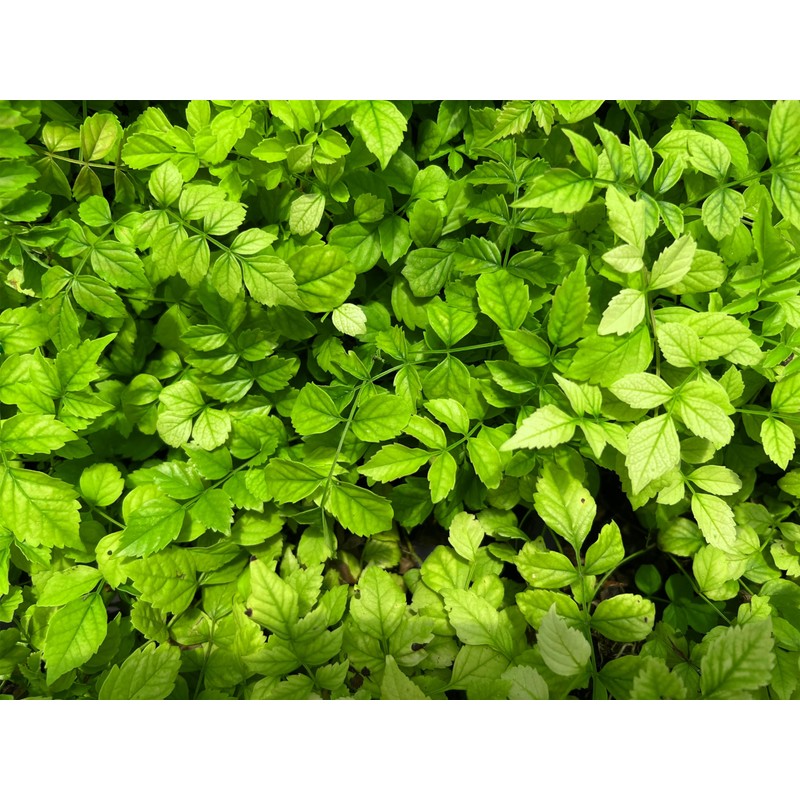 Cape Honeysuckle | 10 Live Plants | Tecomaria Capensis |