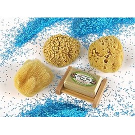 Natural Sea Sponge Sampler by SEASATIONALS™ (3"-4" Craft Sized Sponges)