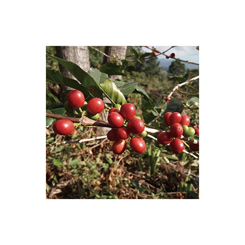 Matsuya Coffee Raw Beans Jamaica Blue Mountain No.1 (7.1 oz