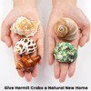 SKOOLOVE Hermit Crab Casing, Natural Sea Shell Size 5.2-7 cm,