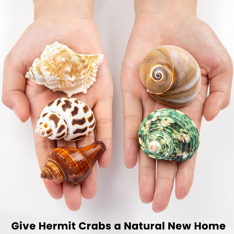 SKOOLOVE Hermit Crab Casing, Natural Sea Shell Size 5.2-7 cm,