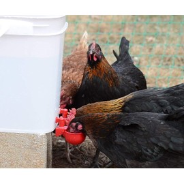 RentACoop DIY Waterer Kit - Auto-Fill Cups with Inserts - Great for Chickens, Ducks, Geese, Turkeys, Peafowl, and Quail - 4 Pack + 1 Bonus Cup Included (Red, Pack of 4)