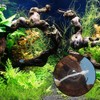 Aquarium Suction Cups with Cable Ties, Transparent Aquarium Suction Cup