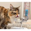Ronnie Mineral Reduction Stick for Dogs and Cats, Lily Care,