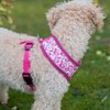 AllPetSolutions Dog Harness - Cool Pet Vest with Back D-Ring