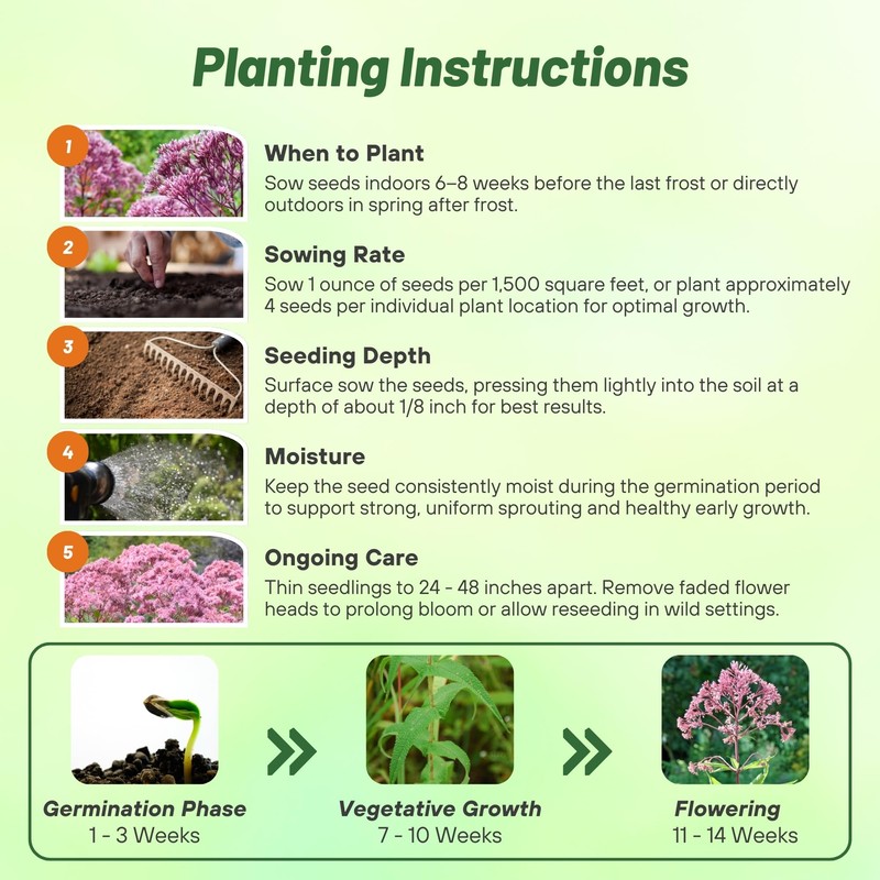 Outsidepride Joe Pyeweed Eupatorium Seeds - 5000 Pcs Easy to