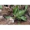 Roots Allium Wild Tricoccum Bulbs Only Ramps Wild Leeks Organically