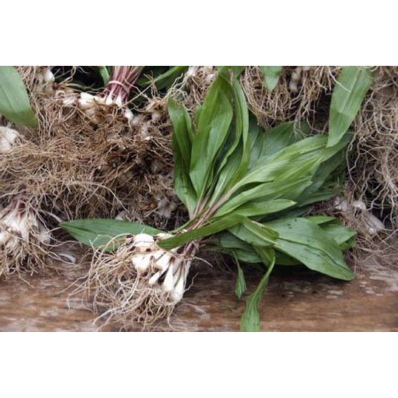 Roots Allium Wild Tricoccum Bulbs Only Ramps Wild Leeks Organically