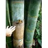 Dendrocalamus giganteus – Giant Timber Clumping Bamboo Plant