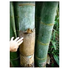 Dendrocalamus giganteus – Giant Timber Clumping Bamboo Plant