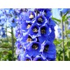 Sky Blue Delphinium Tall Seeds 30+ Seeds for Planting