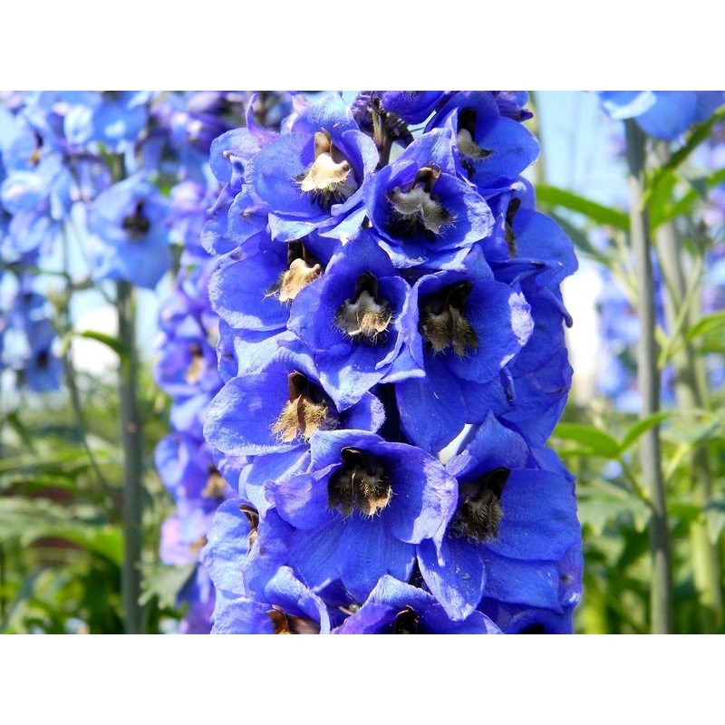 Sky Blue Delphinium Tall Seeds 30+ Seeds for Planting