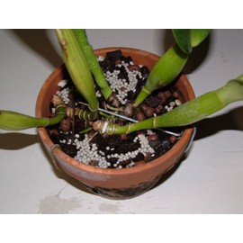 Nutricote 14-4-14 Total Z 180 Day Low Phosphorous Time Release Fertilizer 16 oz. UREA FREE. Great for orchids.