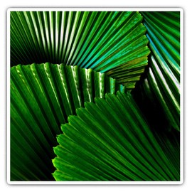 2 x 7.5cm Square Vinyl Stickers - Pleated Leaves Fan Palm Licuala Cordata Decals 46137