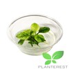 Planterest - Anubias Nana White Marble Tissue Culture Cup Live