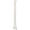 Axis Scientific Radius Bone Model | Left | Cast from
