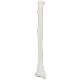 Axis Scientific Radius Bone Model | Left | Cast from a Real Human Radius Bone l Forearm Bone Model Has Realistic Texture and Important Bony Landmarks | Includes Product Manual | 3 Year Warranty