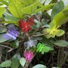 XVYLFZNP 62pcs Orchid Clips Colorful Butterfly Plant Clips Ladybug Orchid