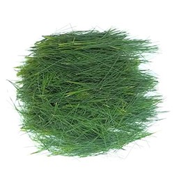 Tin Roof Treasure Fresh Eastern White Pine Needles, 1lb for Recipes Teas Soaps Candles
