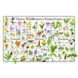 Where's Wildlife Native Wildflowers of Pennsylvania Poster - Flower Science Chart Divided into Grassland, Wetland, and Woodland Flowers (16" x 24")