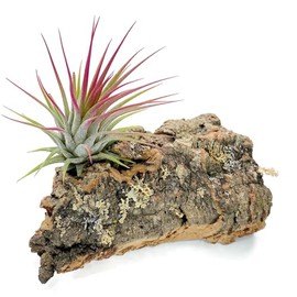 Tillandsia Air Plant with Cork Bark, Air Plant Included with Bark, Hand Picked, Live Air Plant, Home Decor & Gift, Air Plant Holder, Airplant Display
