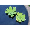 Water Lettuce - Easy Live Pond Floating Plant