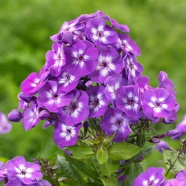 Votaniki Purple Kiss Phlox Bare Root - Long Blooming Paniculata Phlox Bare Root for Planting - Beautiful and Hardy Perennial Plant - Low Maintenance and Easy to Grow (2 Pack)