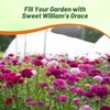 Outsidepride Sweet William Dianthus Seeds - 1/4 Lb. Perennial, Winter