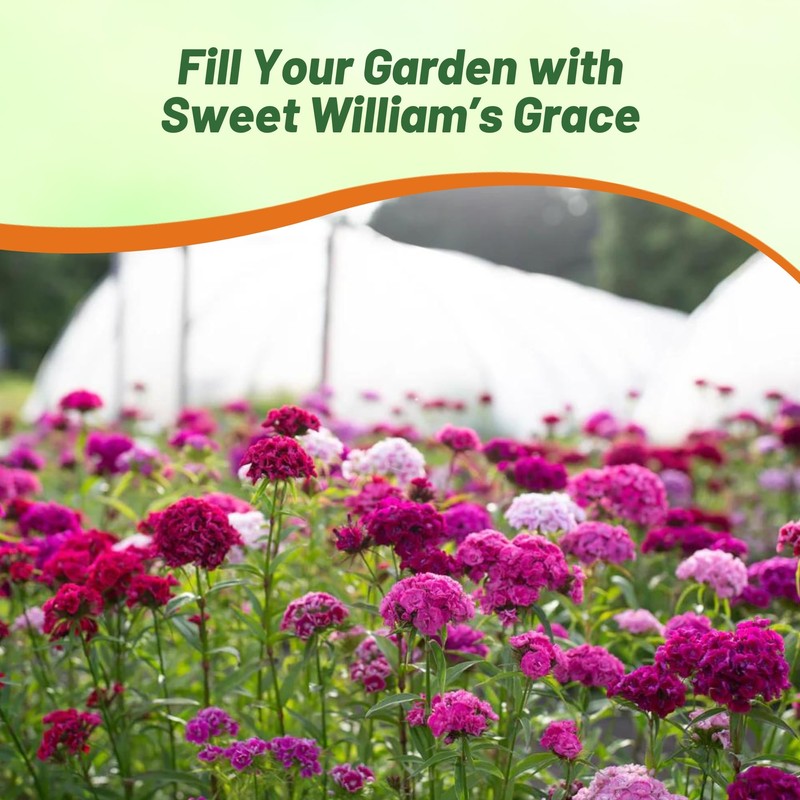 Outsidepride Sweet William Dianthus Seeds - 1/4 Lb. Perennial, Winter