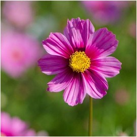 300 Gloria Cosmo's Seeds 2 Grams Non GMO Heirloom Pink USA Harvested pollinator bee Butterfly Pink Cosmo