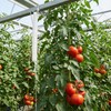 TAICHEUT 260 PCS Tomato Hooks with String, Tomato Support Hook