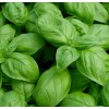 1000 Basil- Genovese Seeds-Open Pollinated-NON GMO.