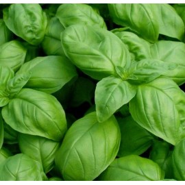 1000 Basil- Genovese Seeds-Open Pollinated-NON GMO.