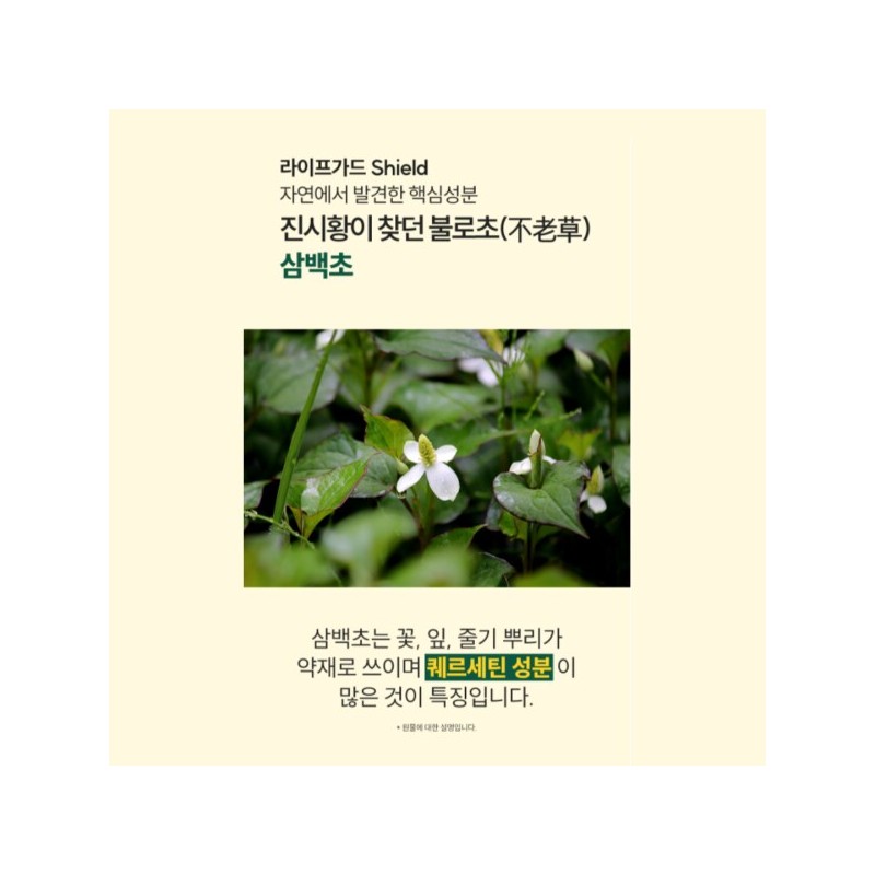 곰보배추 엑기스 곰보배추 추출물 배암차즈기 삼백초 시럽 곰배진 곰베진 Gombo