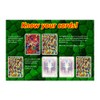 kidsnado cabo Card Game