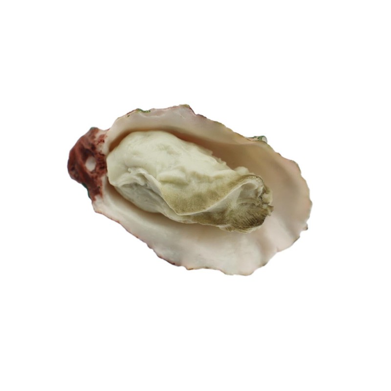 Speed Mao Oyster Food Model Food Sample Set of 5