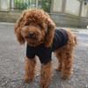 Lovelonglong Pet Clothing Dog Costumes Basic Blank T-Shirt Tee Shirts